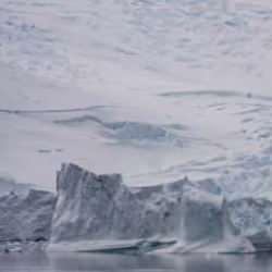 Antarktika ana karasında ilk kez kuş gribine rastlandı