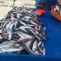Denizden çıkan balık azaldı, fiyatlar arttı