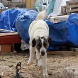 Köpek dehşeti! 7 yaşındaki çocuk ağır yaralandı