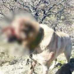 Kayseri'de operasyon! Köpek dövüştüren 12 kişi yakalandı