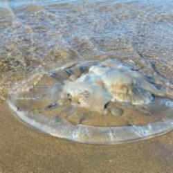 Vatandaşlara uyarı! Şimdi de o ilimizde g&ouml;r&uuml;ld&uuml;: Dalga dalga yayılıyor...