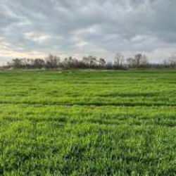 İstanbul'da öldürdü, Kırklareli'nde gömdü: Cani baba yakalandı