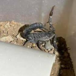 T&uuml;rkiye, Avrupa'ya 'akrep serumu' ihra&ccedil; edecek