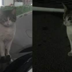 Dakikalarca tekmelenerek &ouml;ld&uuml;r&uuml;len Eros'la ilgili apartman sakininden y&uuml;rek yakan s&ouml;zler