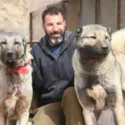 Sokak köpekleri kurt gibi olmaya başladı!