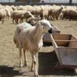 42 bin lira maaşa çoban bulunamıyor