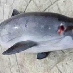 Kocaeli'de &ouml;l&uuml; yunuslar kıyıya vuruyor, sebebi şoke etti