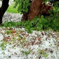 Adana beyaza b&uuml;r&uuml;nd&uuml;