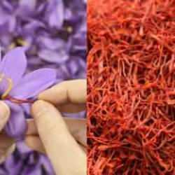 Safran nasıl kullanılır? Safran faydaları nelerdir, hangi hastalıklara iyi gelir?