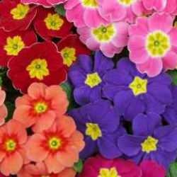 Çuha çiçeği faydaları nelerdir, ne işe yarar? Gece çuha çiçeği yağı nasıl kullanılır?