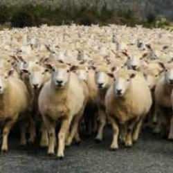 Erzincan'da 40 bin TL maaşla çoban bulamayan köylüler, sırayla yaylıma çıkıyor!