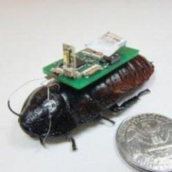 Gözlerinize inanamayacaksınız! Uzaktan kontrol edilebilen "Cyborg böcek ordusu" geliyor