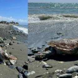 Hatay'da sahilde ölü caretta caretta bulundu