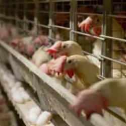 Tavuk eti üretimi yüzde 14,6, yumurta üretimi yüzde 7,3 arttı