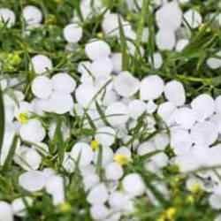 Ankara'da dolu yağışı: Yerler bembeyaz oldu