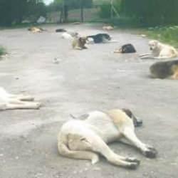 Bu sokakta Ankaralıların can güvenliği yok! Vatandaş canından bezdi