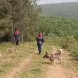 Kadavra k&ouml;pekleri ormanda Korhan Berzeg'e ait iz arıyor