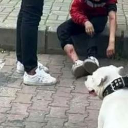 Yine başıboş köpek dehşeti: 13 yaşındaki çocuğa saldırdılar