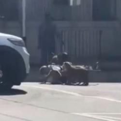 ABD polisi pitbull köpeklerinin parçaladığı adamı böyle kurtardı