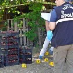 Korkunç cinayet: Müşterilerine çilek satarken öldürüldü