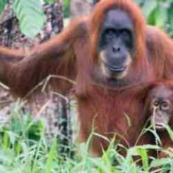 Orangutanların tıbbi bir bitkiyi doğrudan yaraya uyguladığını ilk defa gözlemledi