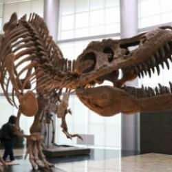 Türkiye'de bir ilk... Milyonlarca yıllık fosiller sergilenecek! 