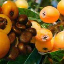 Yenidünya meyvesi hangi hastalıklara iyi gelir? Yenidünya yaprağı faydaları!