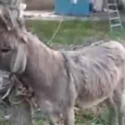 Yolda y&uuml;r&uuml;yen kadını eşek ısırdı