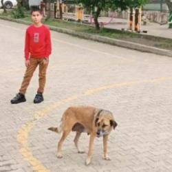 7. sınıf öğrencisi 'köpek kaçıran ayakkabı' geliştirdi!