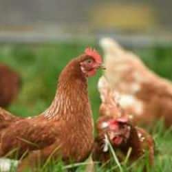 Bilim insanları tavuk yağından enerji depolama yöntemi geliştirdi!