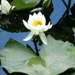 Amazon ormanlarından g&ouml;&ccedil;men kuşlar taşıdı: Bu &ccedil;i&ccedil;eği koparmak cep yakıyor