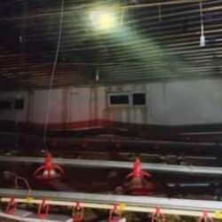 Çiftlikte feci olay: Yüzlerce tavuk telef oldu