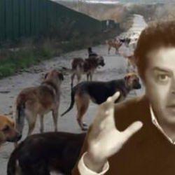 Cüneyt Özdemir başıboş sokak köpeği çoğaltma lobisini ifşa etti