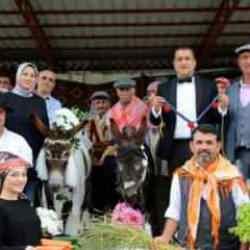 Eşeklere nikah kıyıp balayına g&ouml;nderdiler: Şarkıcı Aydın Aydın da eşlik etti