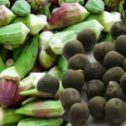 Kuru bamya tohumu nasıl kullanılır? Dizler için bamya tohumu kullananlar...