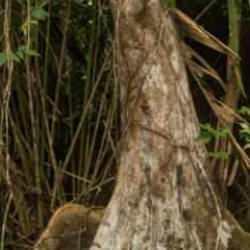 Sadece 7 saniyede fotoğraftaki hayvanı bularak 10/10 bir görüşe sahip olduğunuzu kanıtlayın!