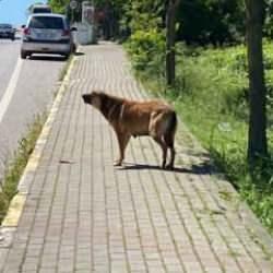 Sokak k&ouml;pekleri yavru k&ouml;peği ve kediyi par&ccedil;aladı: O anlar kamerada