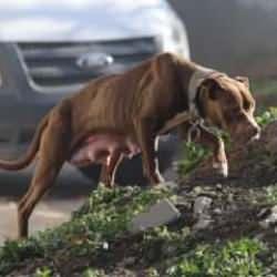 Sokak köpeklerini site dışına çıkaranlara ceza verilmişti, Vali Gül iptal etti