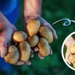 Yeşillenme ve filizlenme derdi yok! Patates nasıl saklanır?