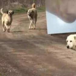 Antalya'da bir kişi başıboş köpeklerin saldırısına uğradı!