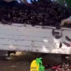 Antalya'da &ccedil;ift&ccedil;iler, para etmediği gerek&ccedil;esiyle patlıcanları &ccedil;&ouml;pe d&ouml;kt&uuml;