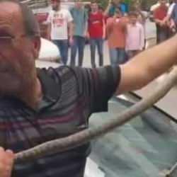 Arabadaki yılanı korkusuzca &ccedil;ıkardı!