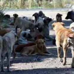 Başıboş köpek sorunu için bir öneri daha! "Sonuç yoksa uyutmak..."