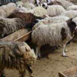 Küçükbaş hayvanda stokçuluğun kurban fiyatlarını artırdığı iddiası