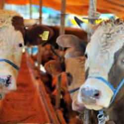 Kurban Bayramı öncesi uzman isimden ‘kene’ uyarısı! Mutlaka kontrol edin…