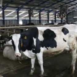 Toplanan inek sütü miktarı martta yıllık yüzde 7,7 arttı