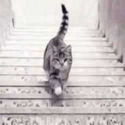 Optik illüzyonlu kişilik testi: Bu kedi görseli iyimser mi yoksa kötümser bir kişi mi olduğunuzu ortaya çıkaracak