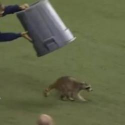 Sahaya giren rakun ortalığı birbirine kattı! Herkesi tek tek &ccedil;alımladı