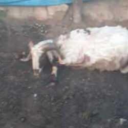 Adana&rsquo;da yıldırım faciası! Baraka yandı, 3 koyun telef oldu