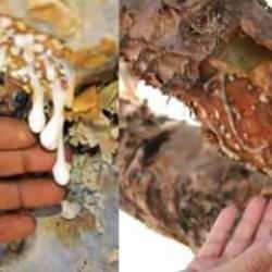 Akgünlük sakızı öksürük için nasıl kullanılır? Akgünlük sakızı faydaları nelerdir?